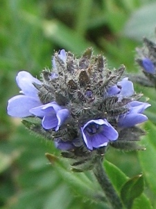 Veronica nutans